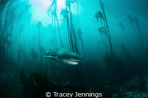 7 gill in the kelp by Tracey Jennings 